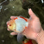 CHICKIE AAA Grade Red White Oranda Male 5-5.5 inches #062626OR_28