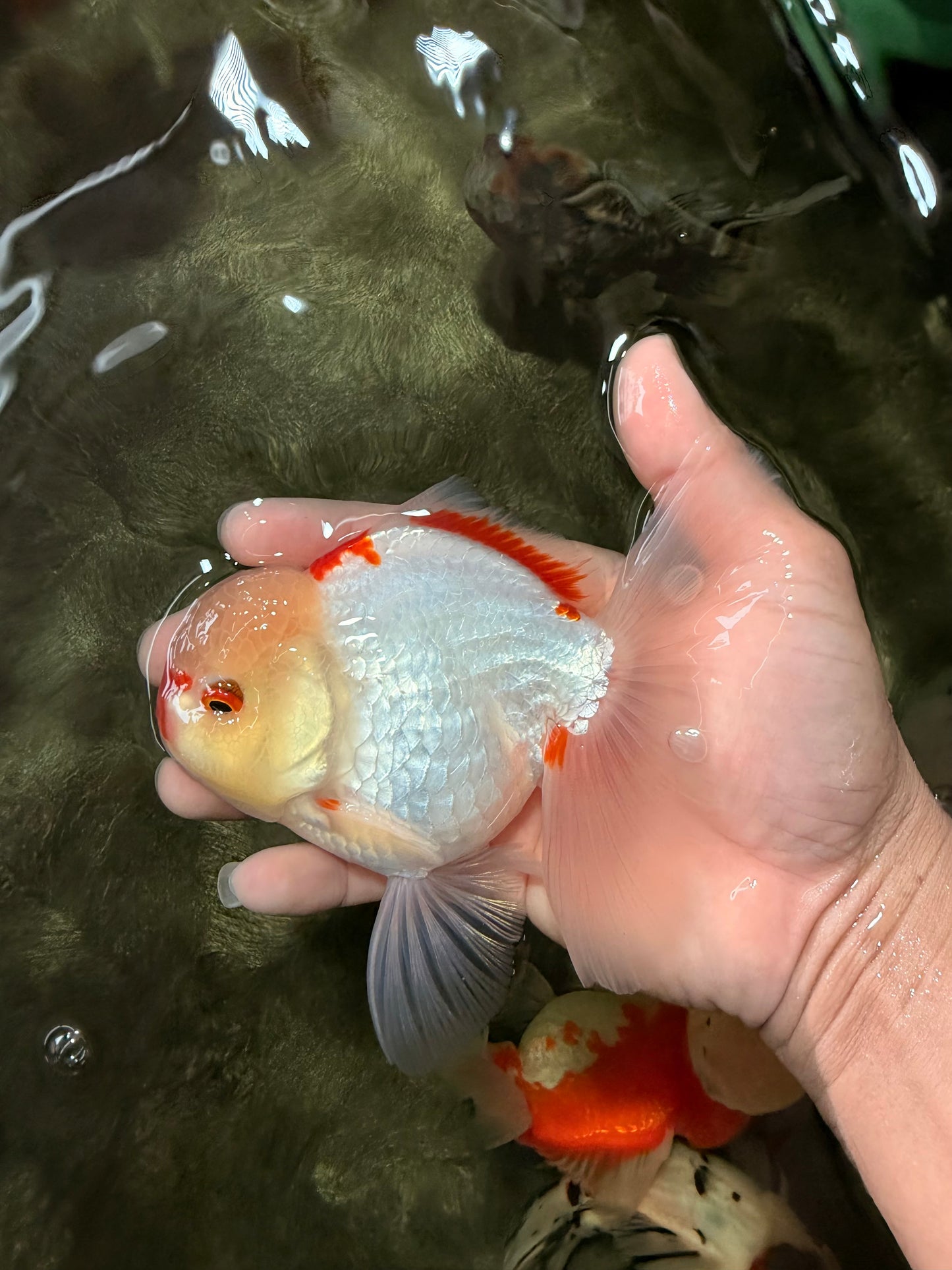 CHICKIE AAA Grade Red White Oranda Male 5-5.5 inches #062626OR_28