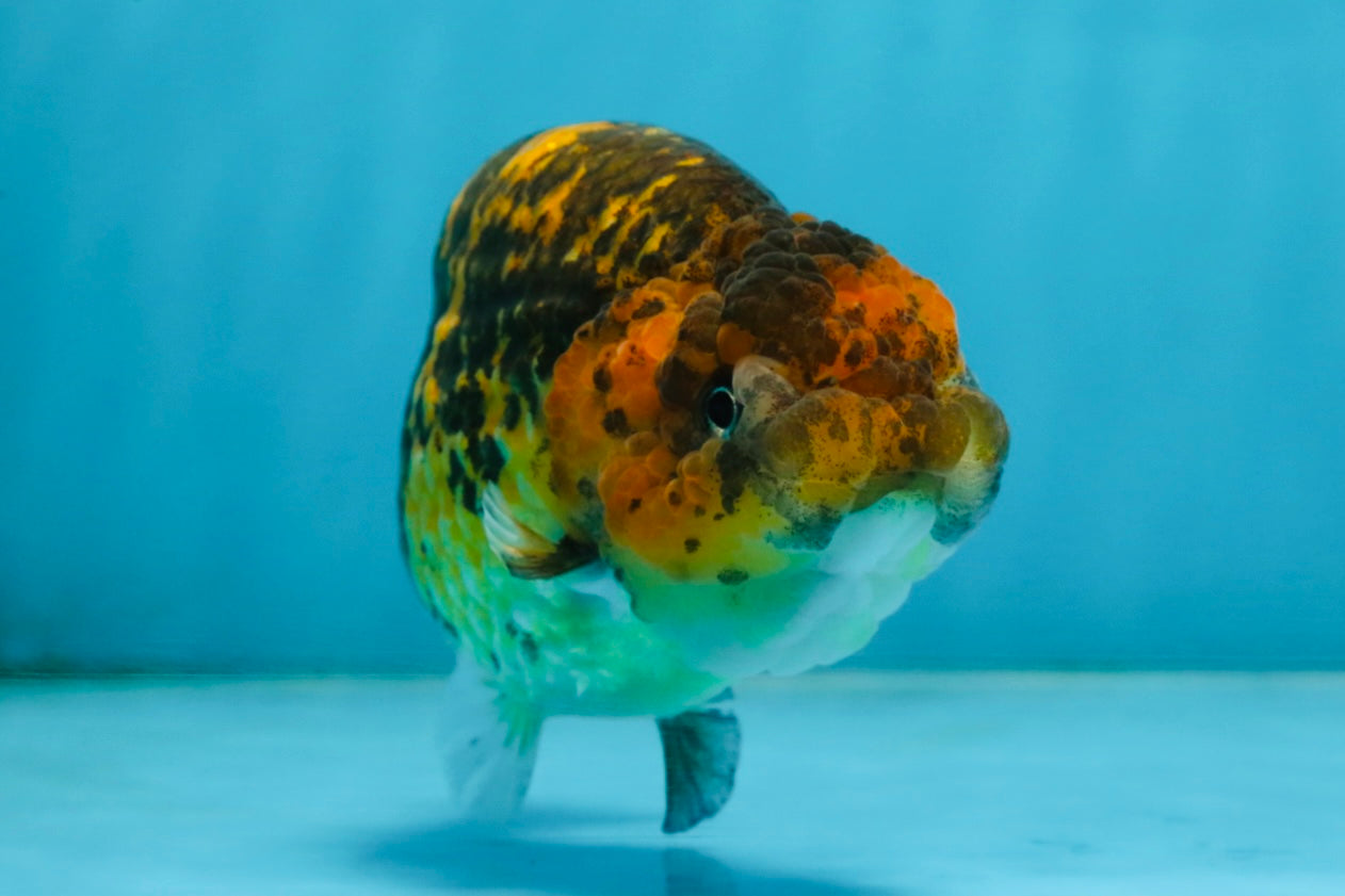 A Grade Tiger LionQueen 5 inches #101025LC_16