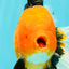 UNIQUE AAA Grade Apache Oranda Male 6 inches #101626OR_07