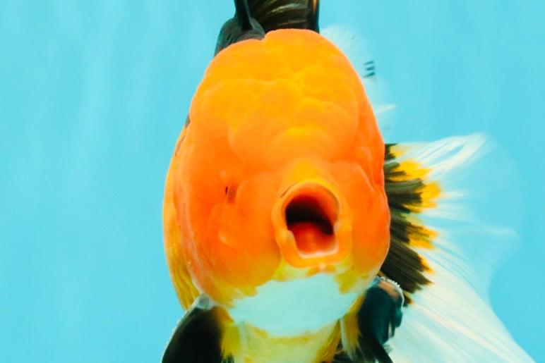 UNIQUE AAA Grade Apache Oranda Male 6 inches #101626OR_07