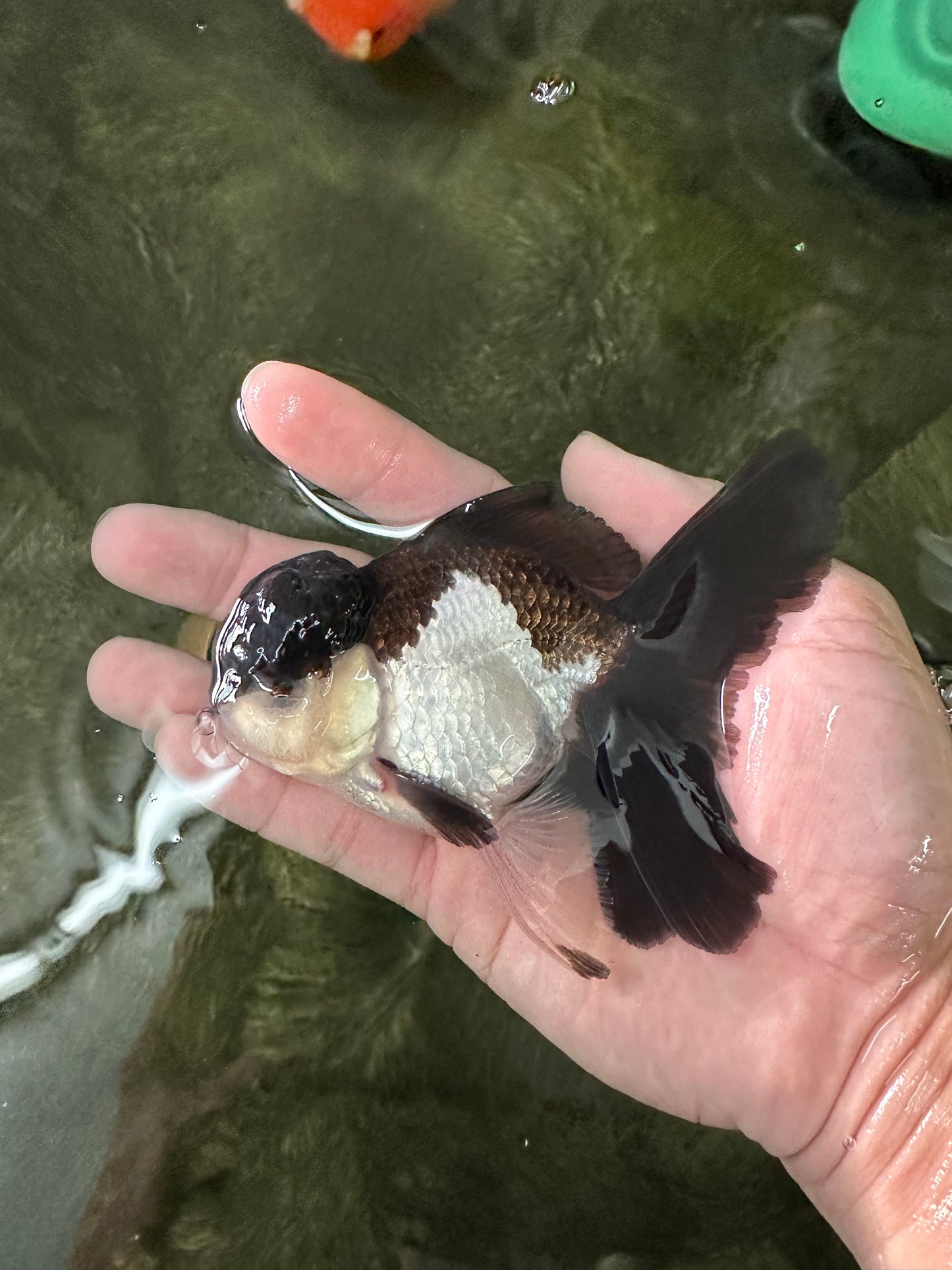 Panda Oranda Male 4.5 inches #110124OR_12