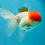 AAA Grade Red Cap Oranda Male 4.5-5 inches #050925OR_38