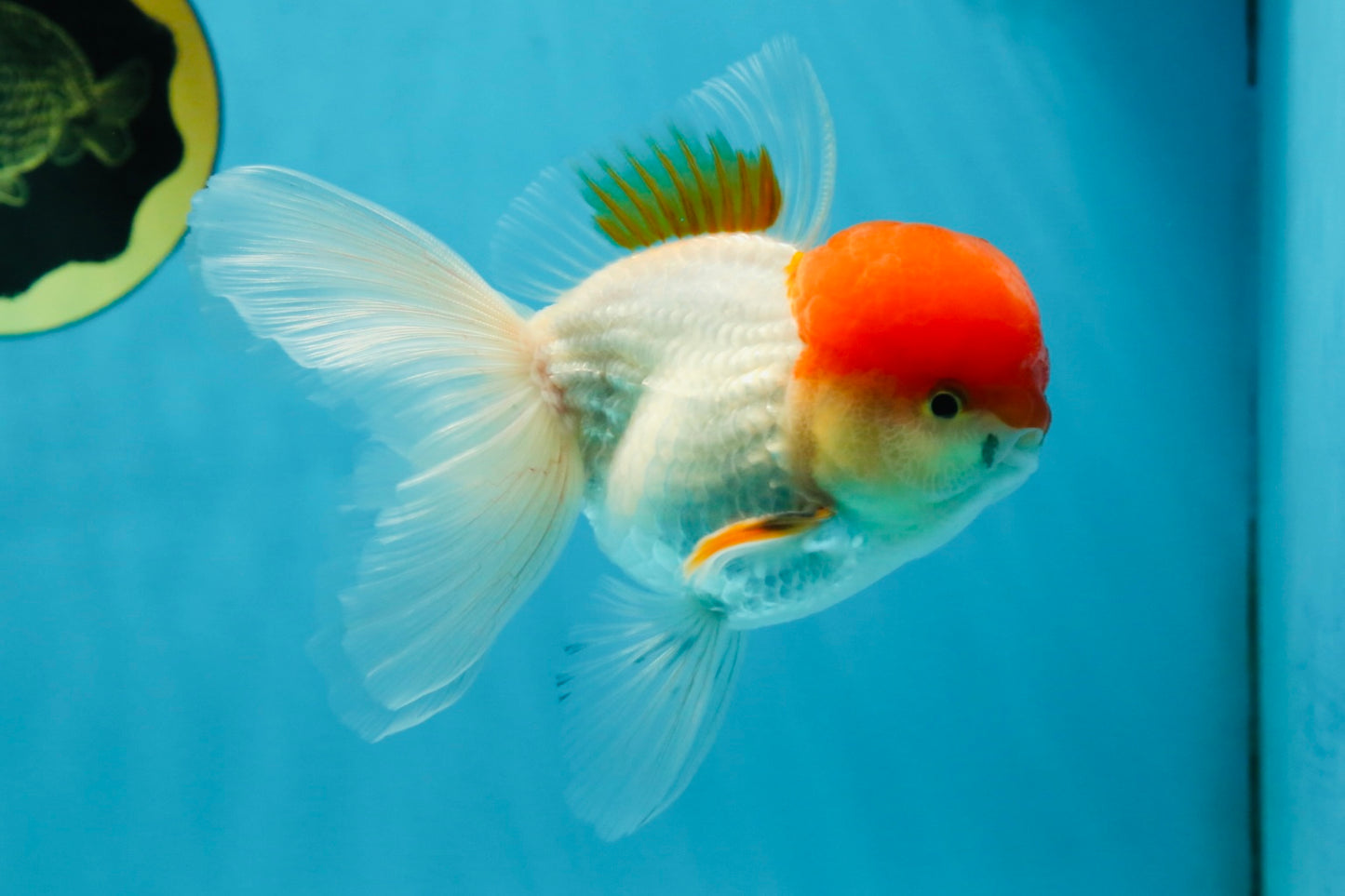 AAA Grade Red Cap Oranda Male 4.5-5 inches #050925OR_38