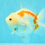 A Grade Red White Yuanbao Female 5-5.5 inches #082126YB_28