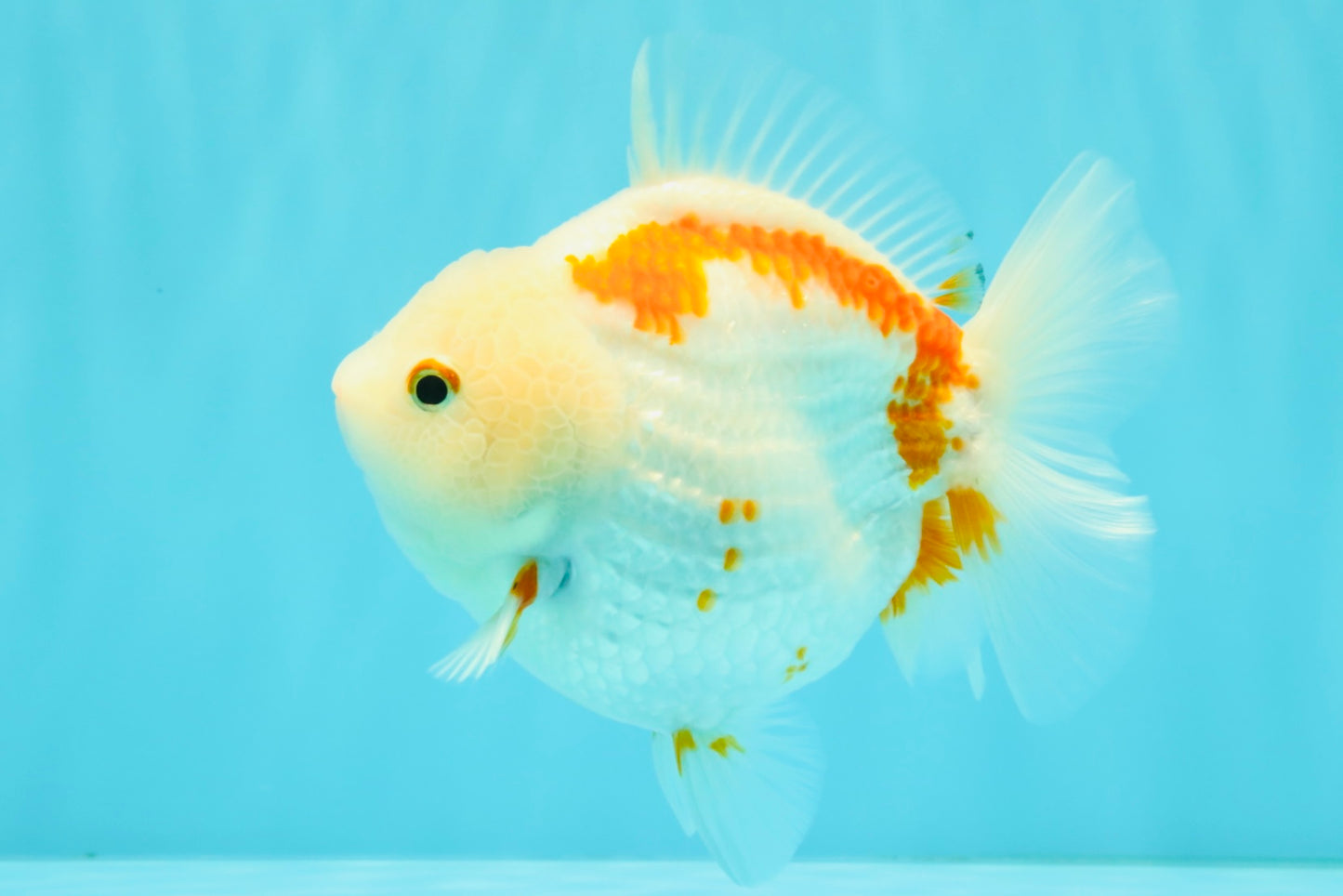 A Grade Red White Yuanbao Female 5-5.5 inches #082126YB_28