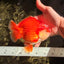 CHUBBY AAA Grade Red White Yuanbao Male 5-5.5 inches #051526YB_12
