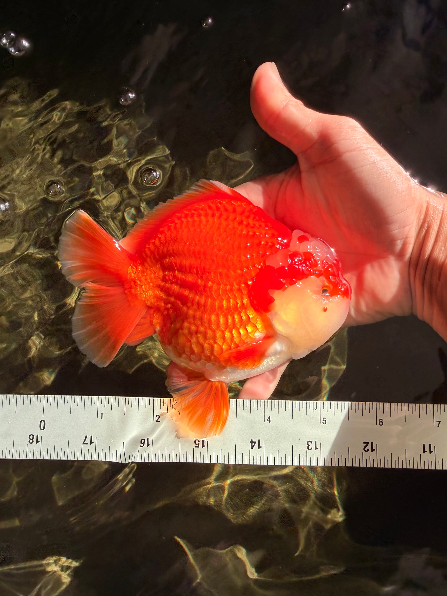 CHUBBY AAA Grade Red White Yuanbao Male 5-5.5 inches #051526YB_12