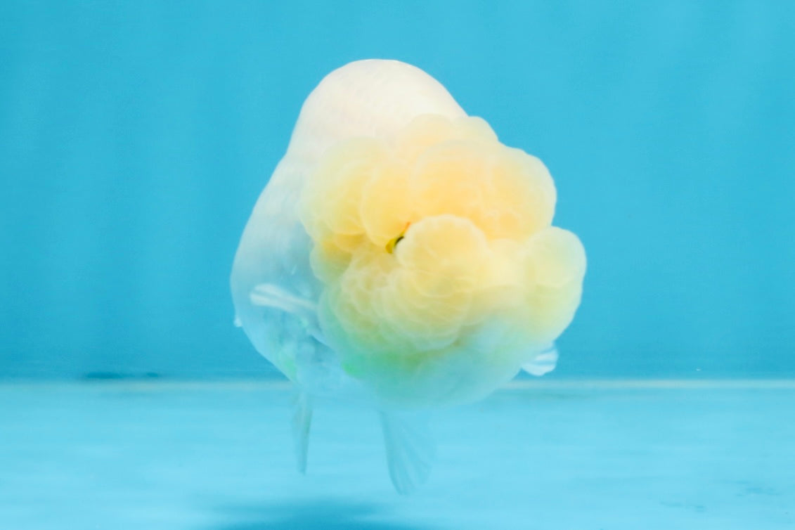 A Grade White LionQueen 4 inches #103125LC_26