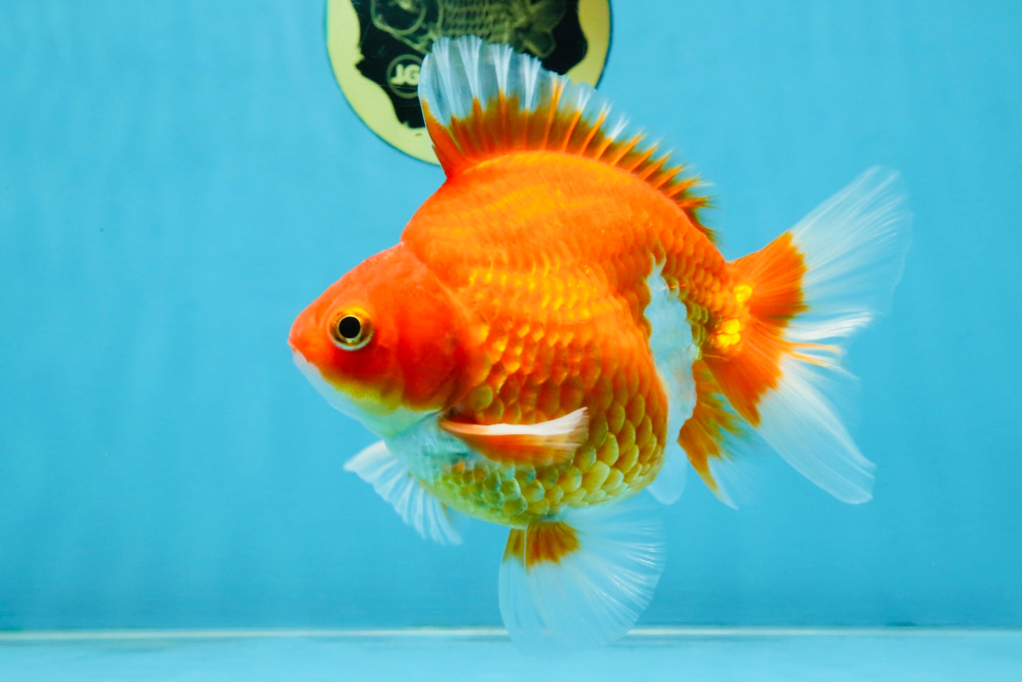 A Grade Red White Ryukin Male 5.5 inches #111425RK_13