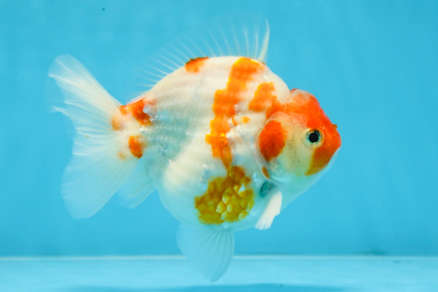 A Grade Young Godzilla Kohaku Sakura Yuanbao Male 4.5 inches #101725YB_28