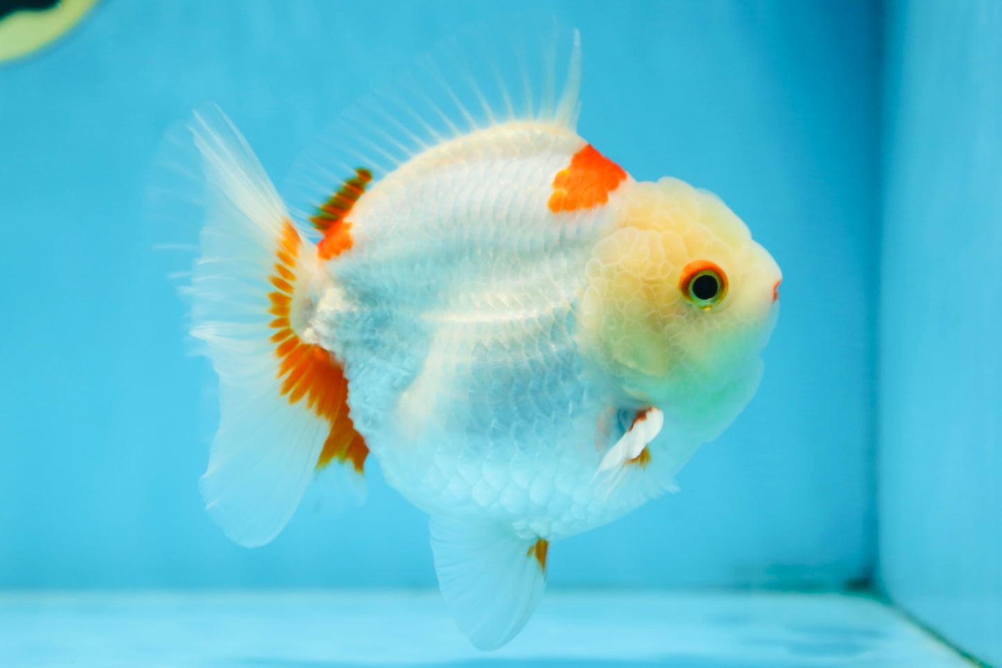 A Grade SUPER CUTE Red White Yuanbao Male 5 inches #090525YB_06