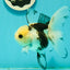 Butterfly Tail High Dorsal Fin Tricolor Oranda Female 5 inches #1018OR_19