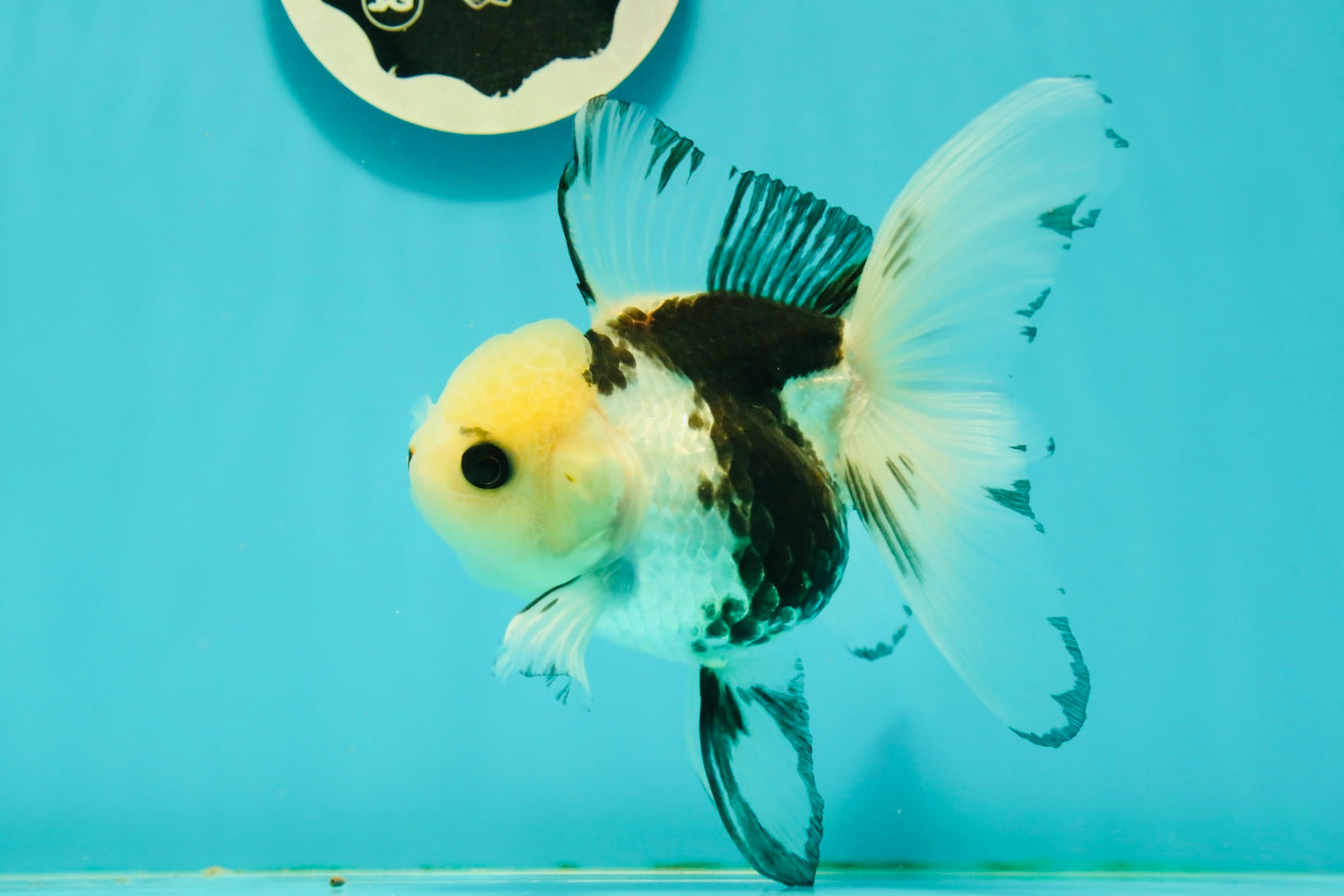 Butterfly Tail High Dorsal Fin Tricolor Oranda Female 5 inches #1018OR_19