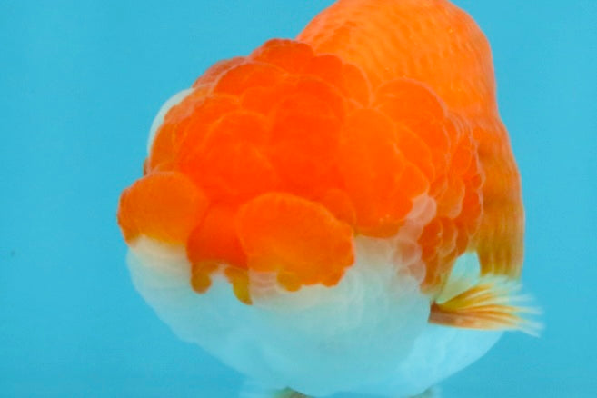 AAA Grade Red White LionQueen 4 inches #112825LC_02