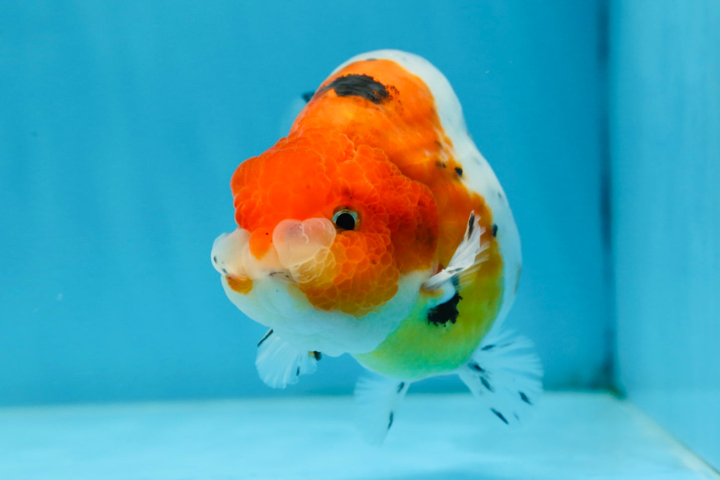 A Grade Freckled Chubby Calico LionKing 4.5 inches #062025LC_07