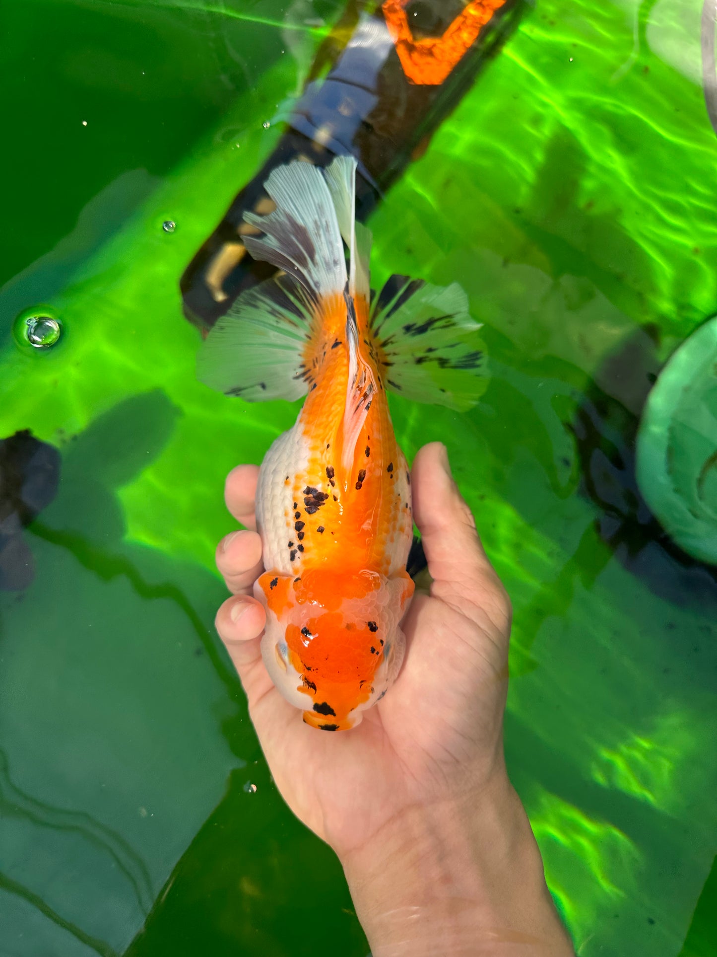 Oranda tricolor hembra de tamaño grande, grado A, 7,5 pulgadas, n.º 0706OR_09