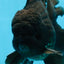 CHONKY AAA Grade Godzilla Black Oranda Male 6  inches #082225OR_13