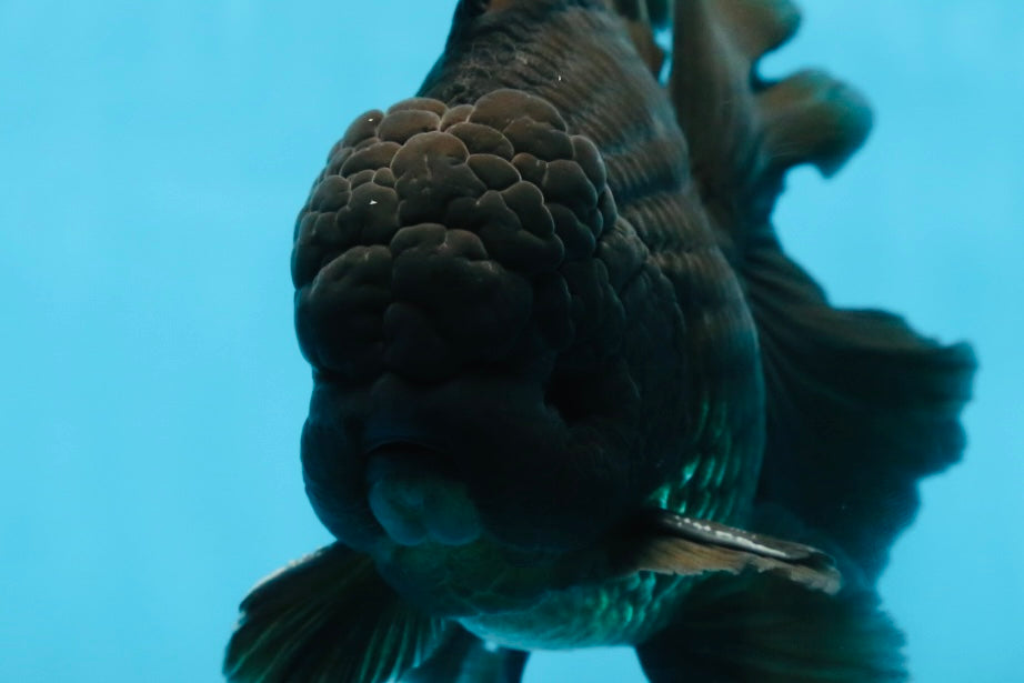 CHONKY AAA Grade Godzilla Black Oranda Male 6  inches #082225OR_13