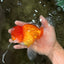 Red White Oranda Male 6 inches #082126OR_09