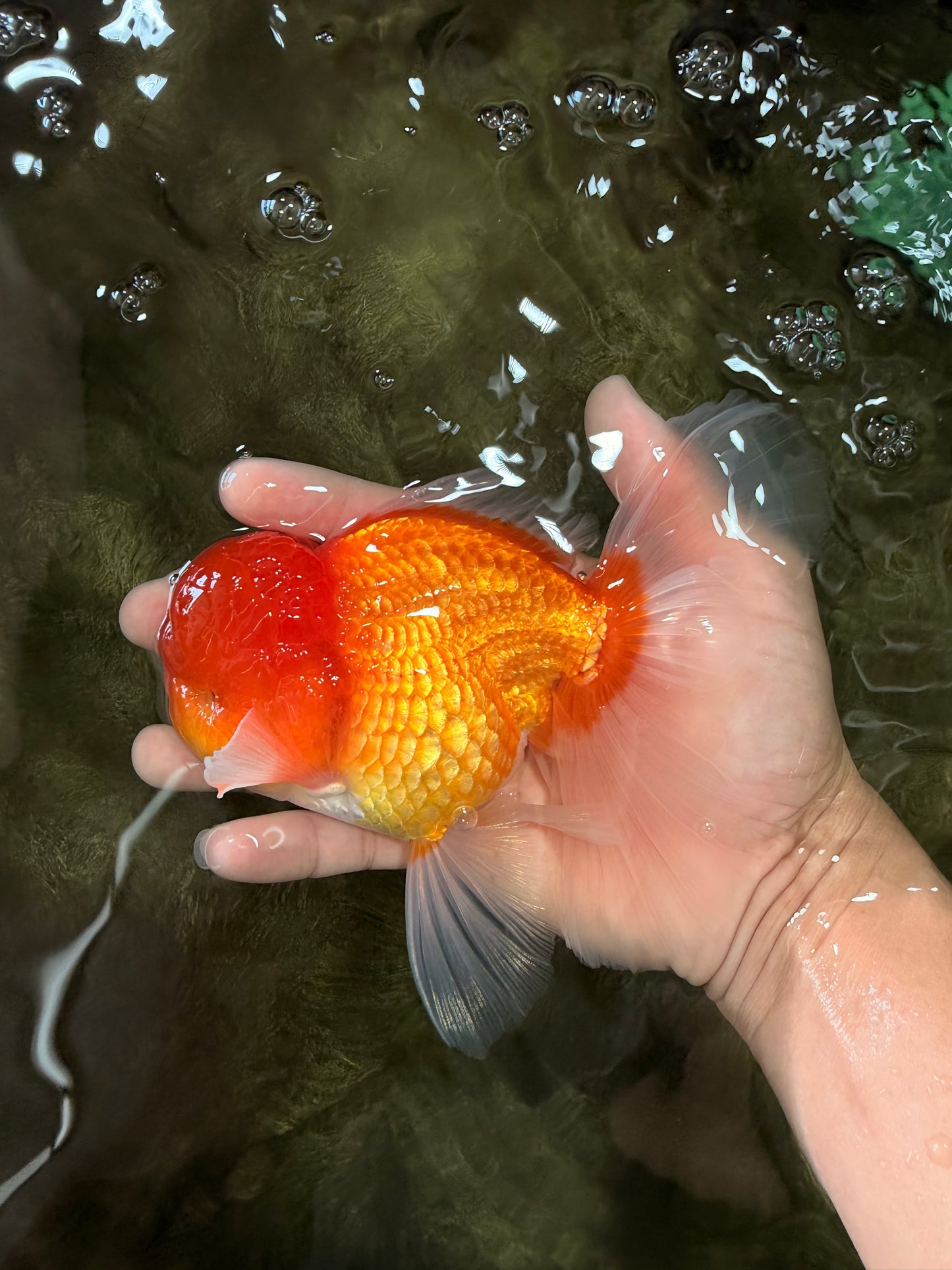 Red White Oranda Male 6 inches #082126OR_09
