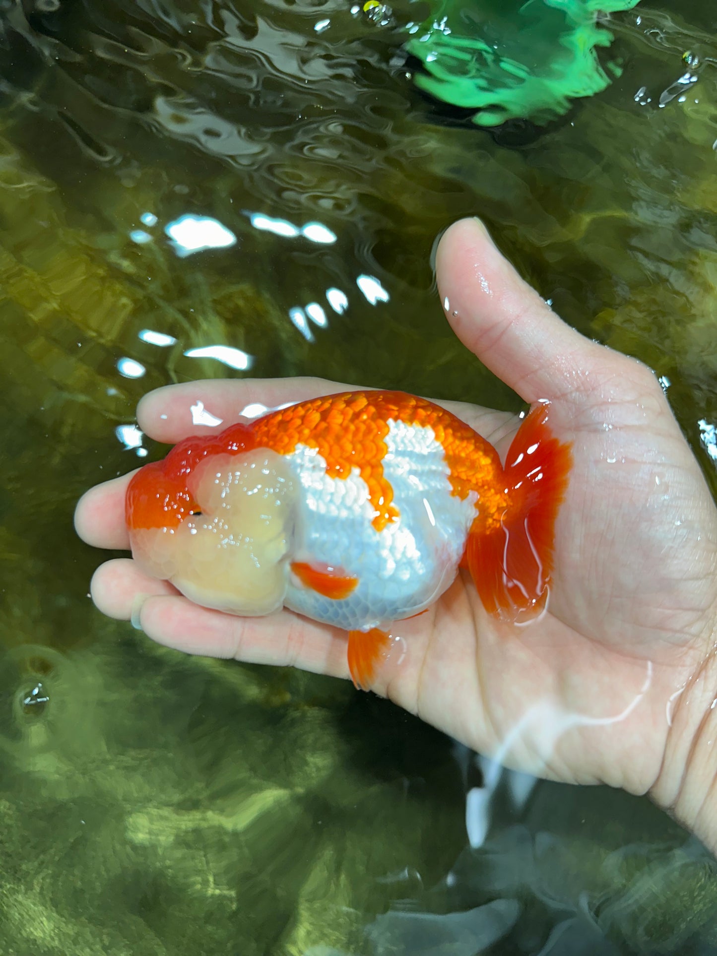 THE BEST AAA Grade Red White LionQueen 4.5 inches #042525LC_15