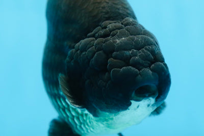 AAA Grade SPECIAL Kingkong Black Ranchu Male 5.5-6 inches #091225RC_03