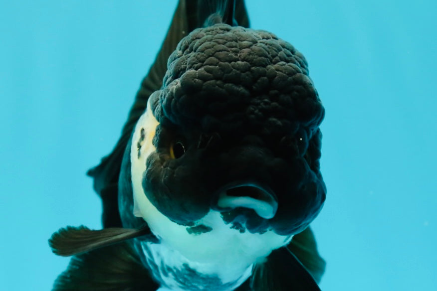 🐼 A Grade UNIQUE Panda Full Black Tail Oranda Female 5-5.5 inches #0531OR_13