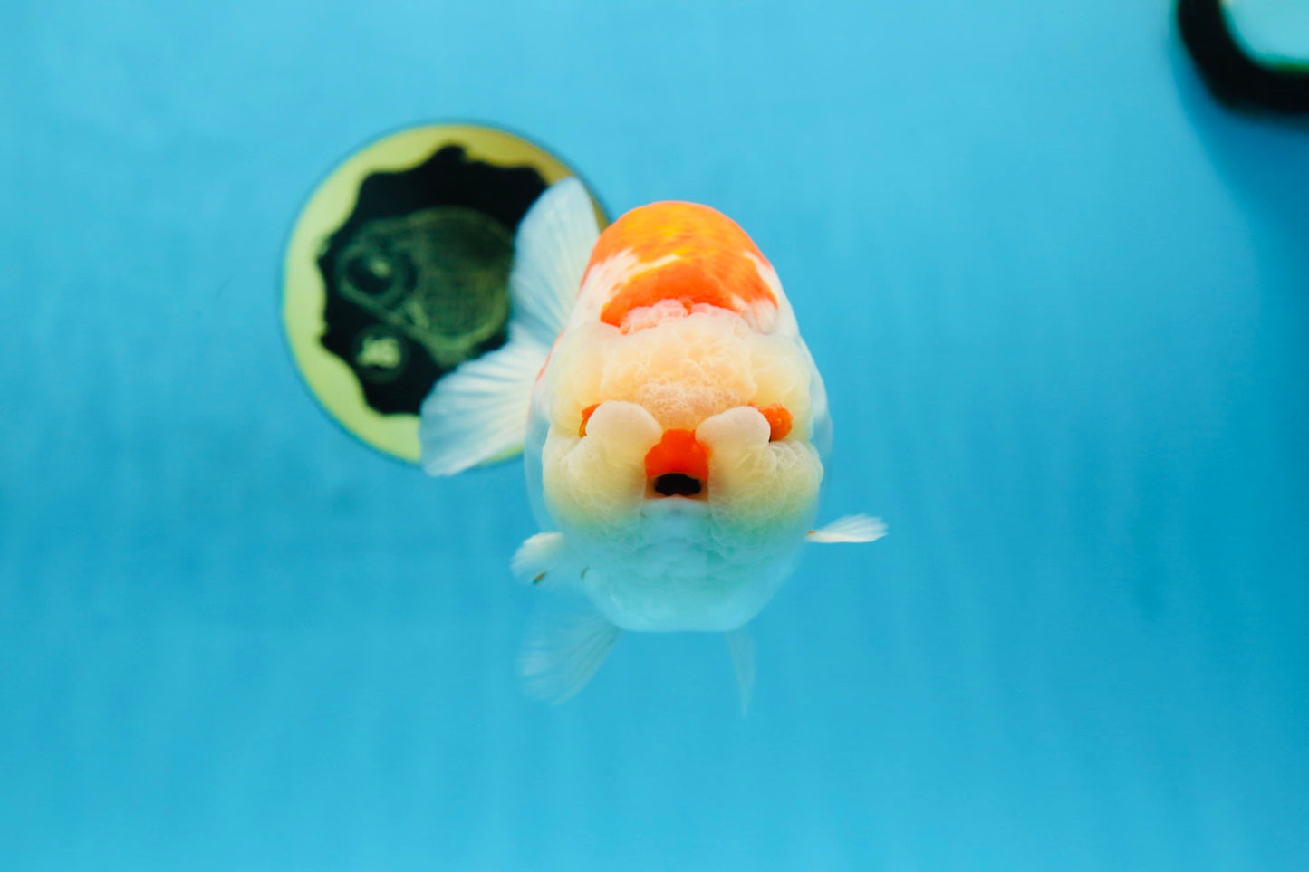 AAA Grade Super Red White LionKing 5.5 inches #080125LC_01