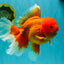 AAA Grade Super Jumbo Red White  Oranda Male 8-8.5 inches #062626OR_04