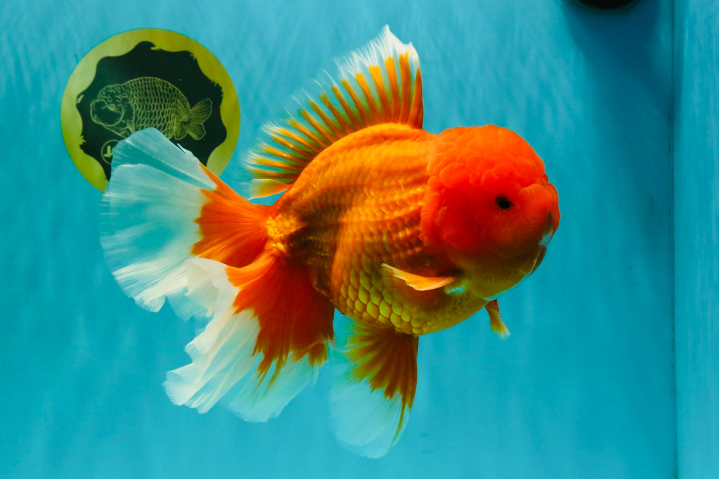 AAA Grade Super Jumbo Red White  Oranda Male 8-8.5 inches #062626OR_04