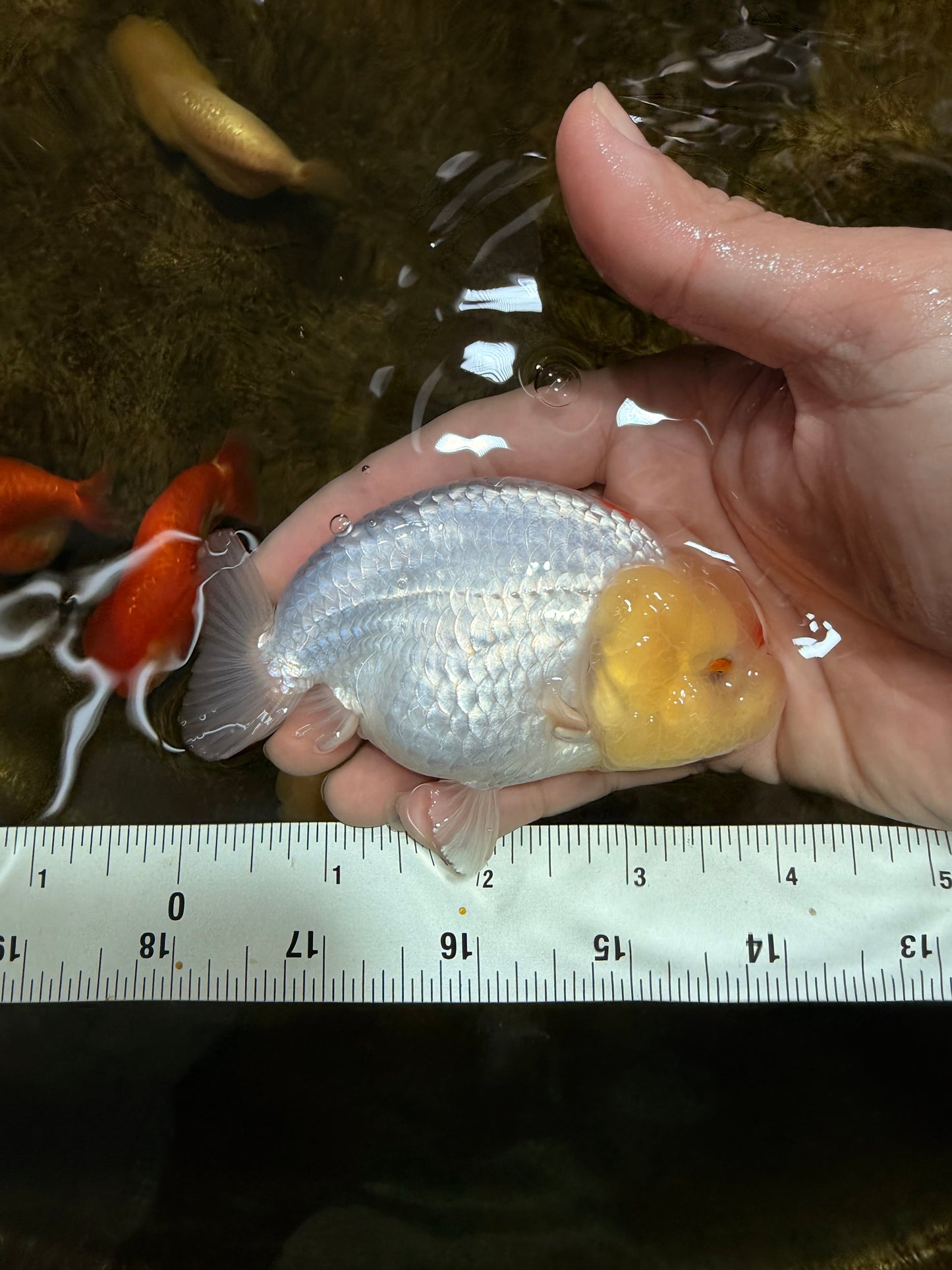 A Grade Red White LionQueen 4 inches #103125LC_21