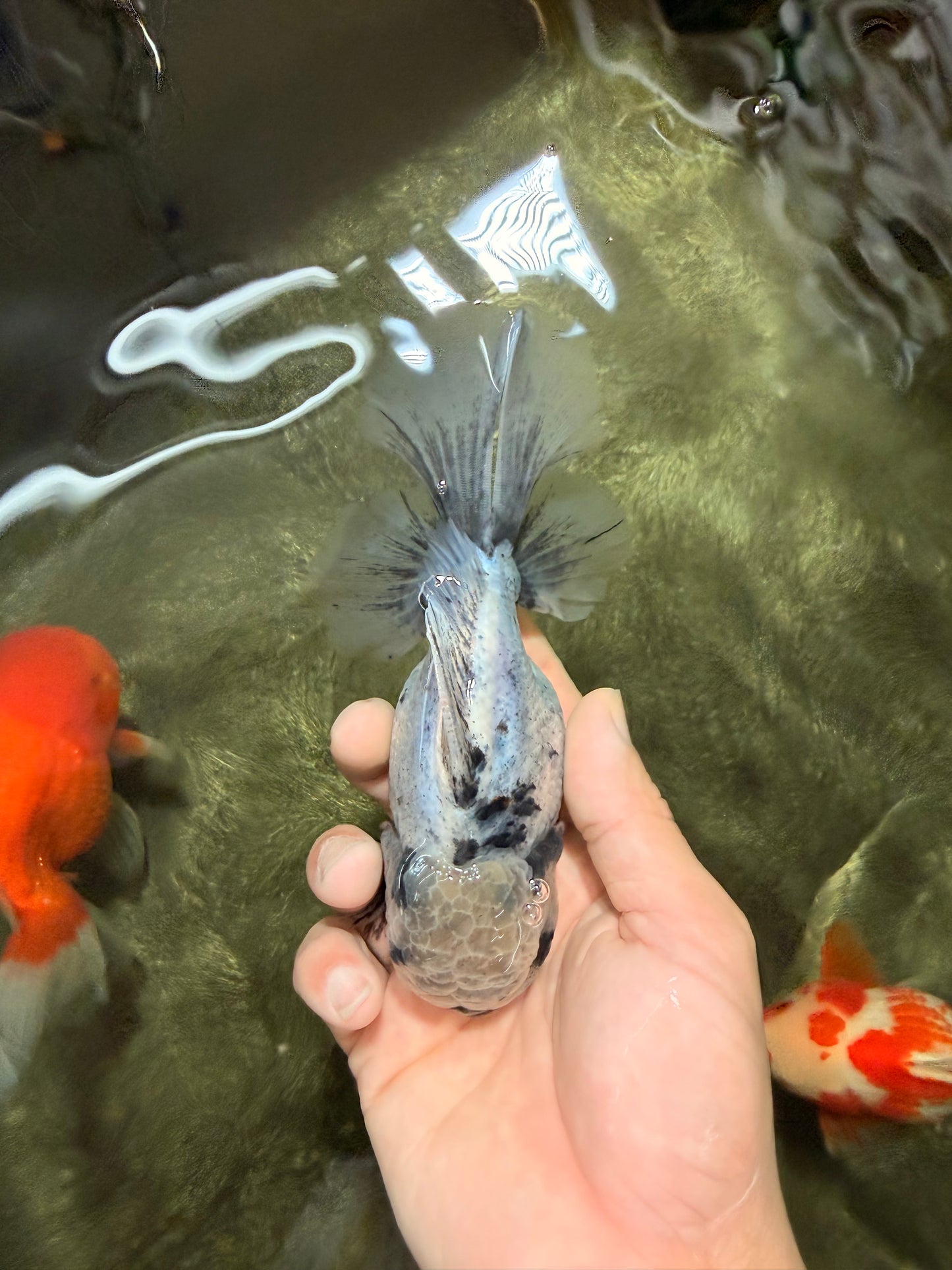 AAA Grade White Marble Oranda Male 5.5 inches #070626OR_23