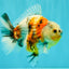 A Grade Sanke Oranda Male 4.5-5 inches #082126OR_25