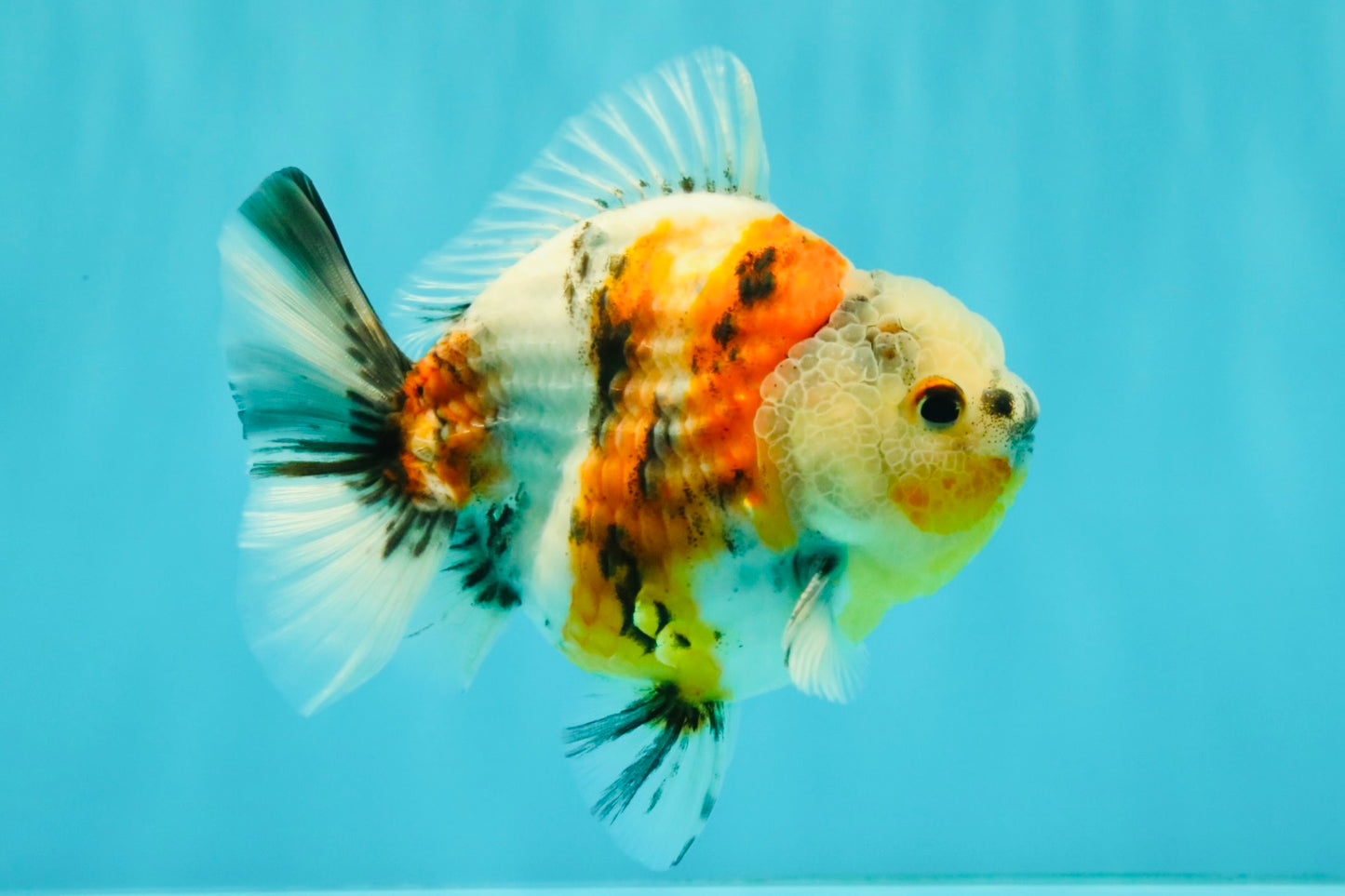 A Grade Sanke Oranda Male 4.5-5 inches #082126OR_25