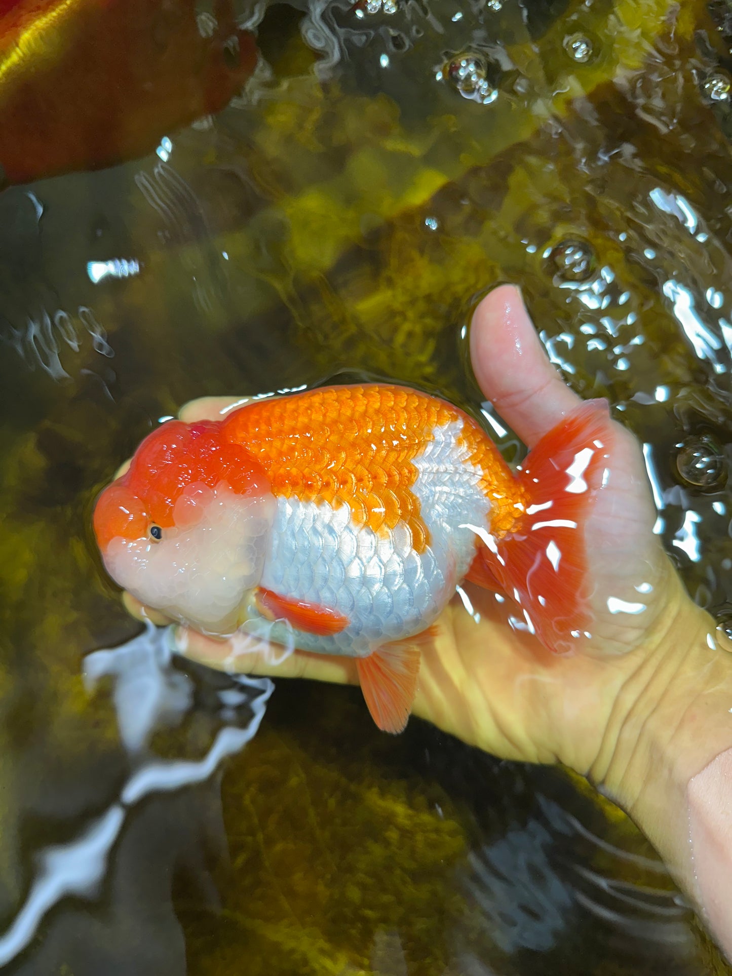A Grade FLUFFY WEN Red White LionQueen 5.5 inches #091925LC_25
