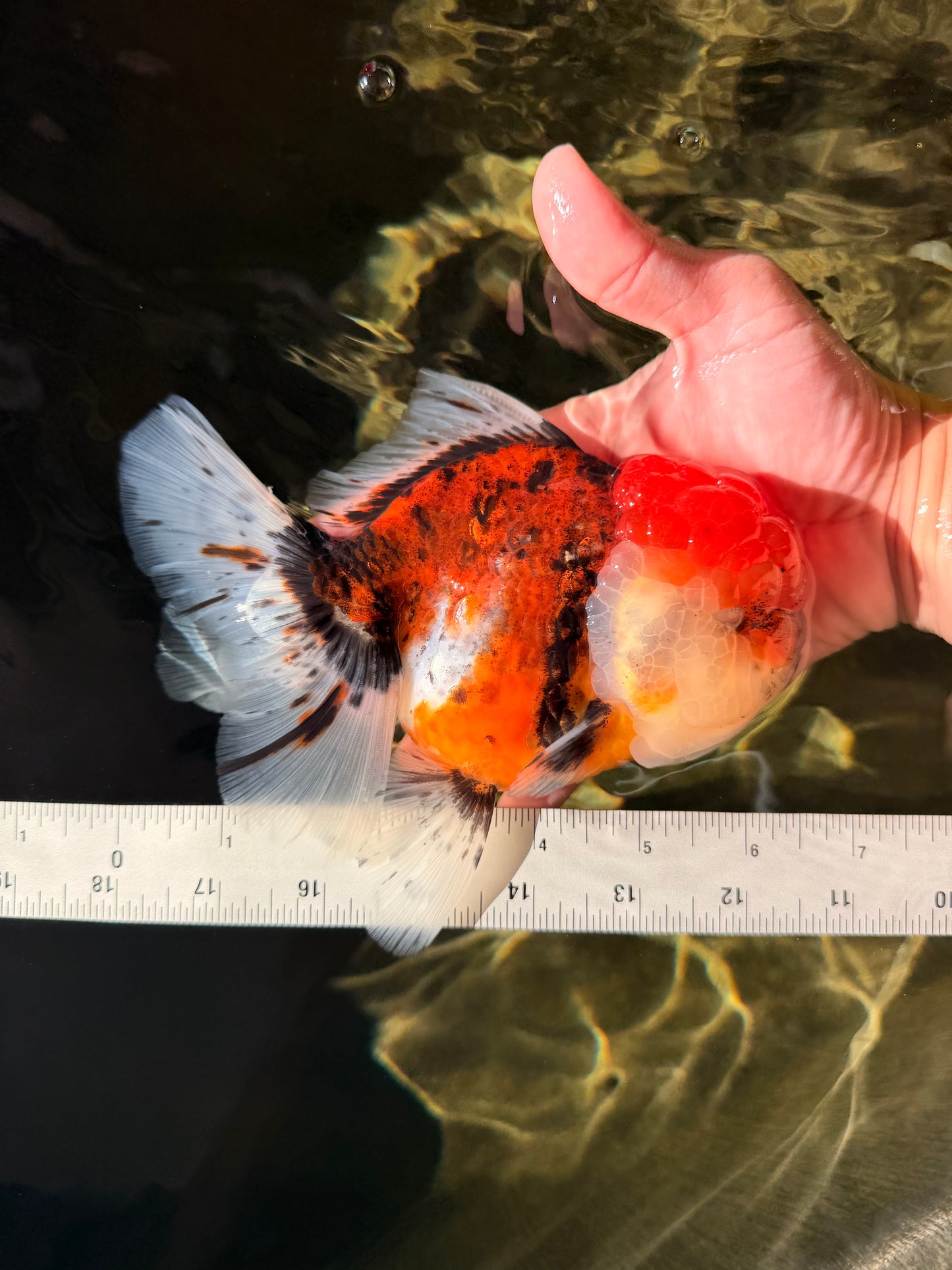 A Grade Calico Oranda Female 6-6.5 inches #022726OR_15