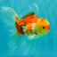 Red White Oranda Male 5.5 inches #081426OR_07