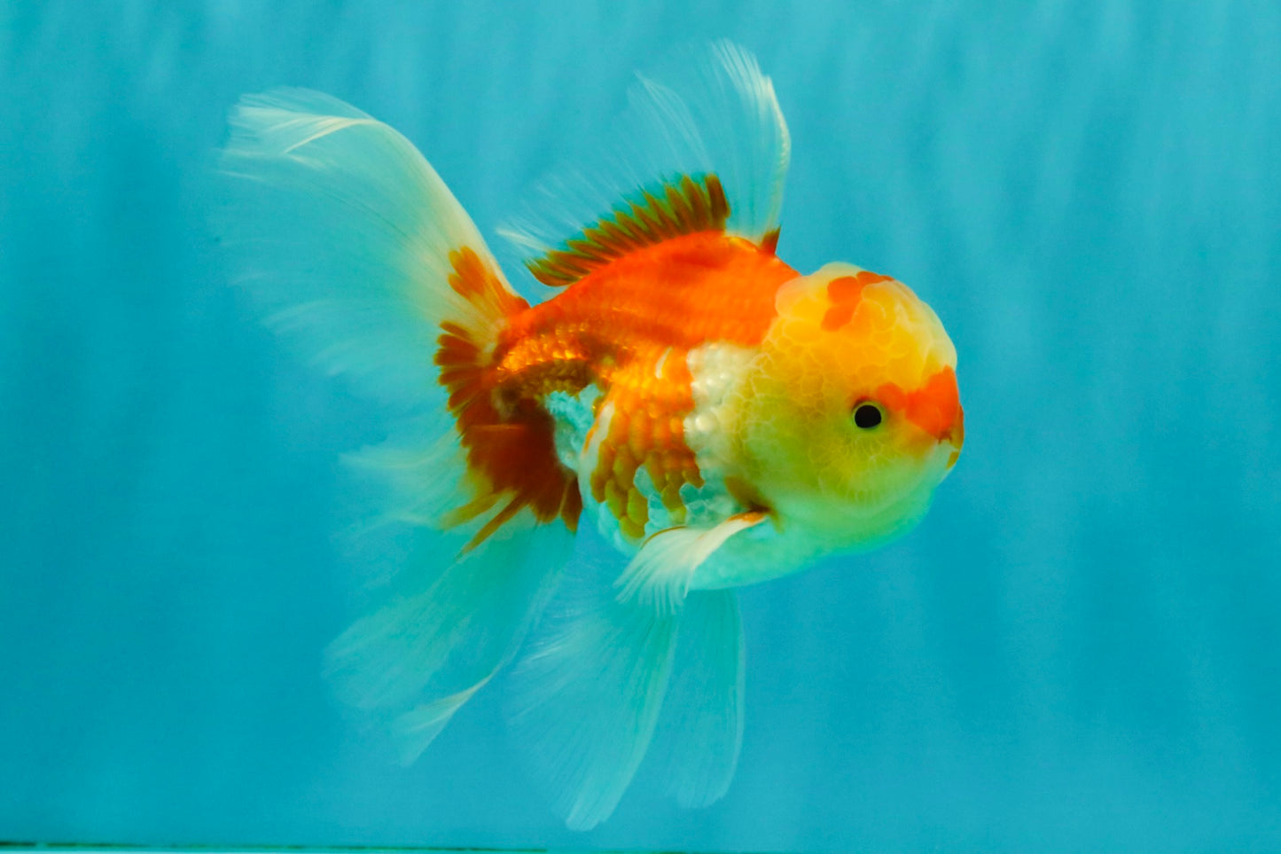 Red White Oranda Male 5.5 inches #081426OR_07