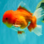 A Grade Red White Oranda Male 5.5 inches #080726OR_12