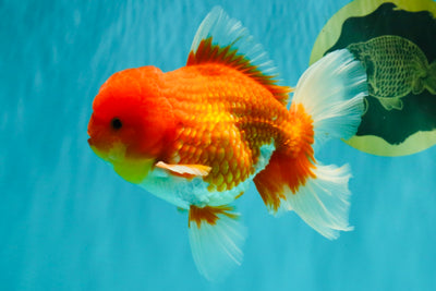 A Grade Red White Oranda Male 5.5 inches #080726OR_12
