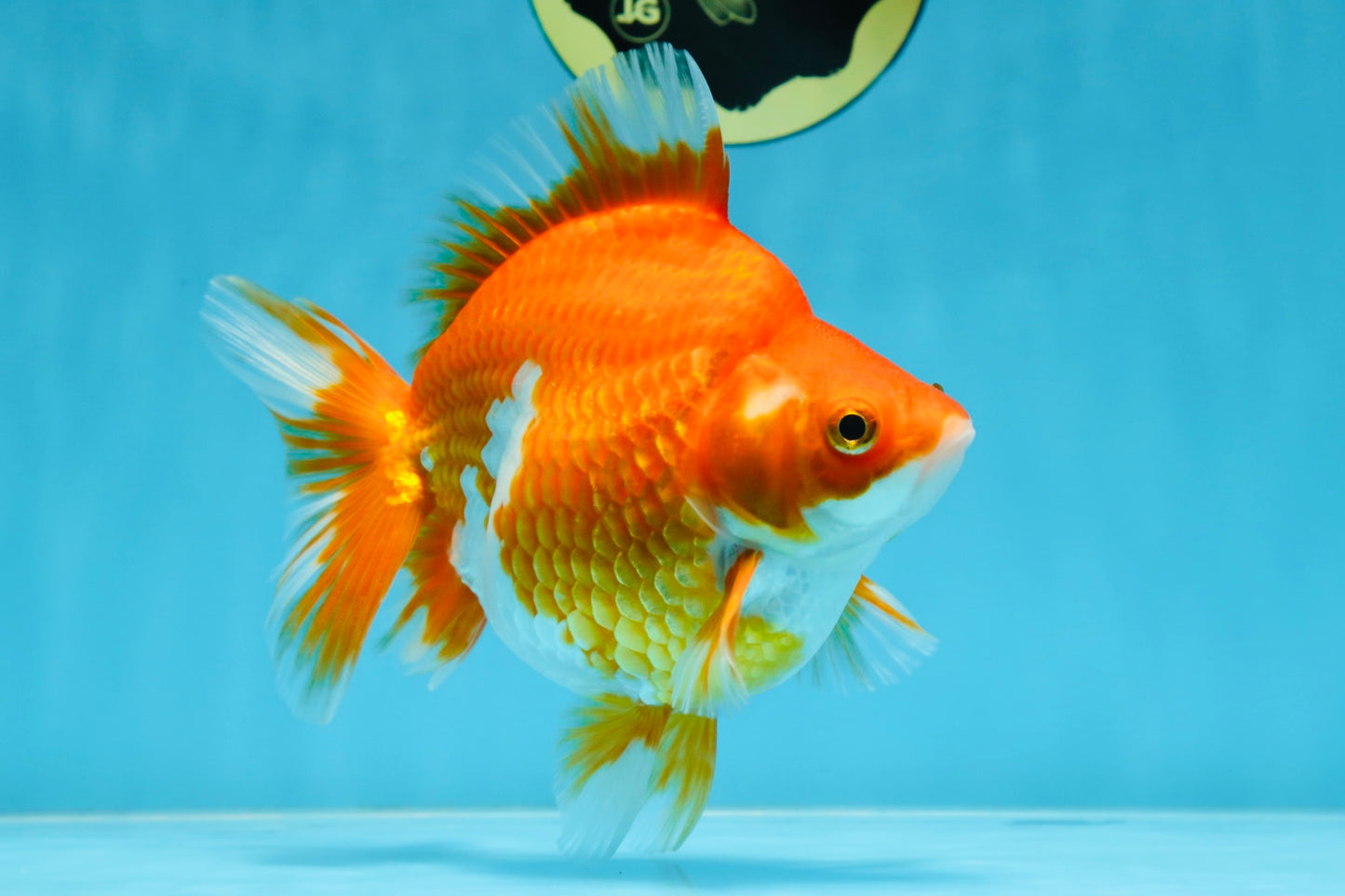 AAA Grade Ryukin Red White Female 5.5 inches #070425RK_02