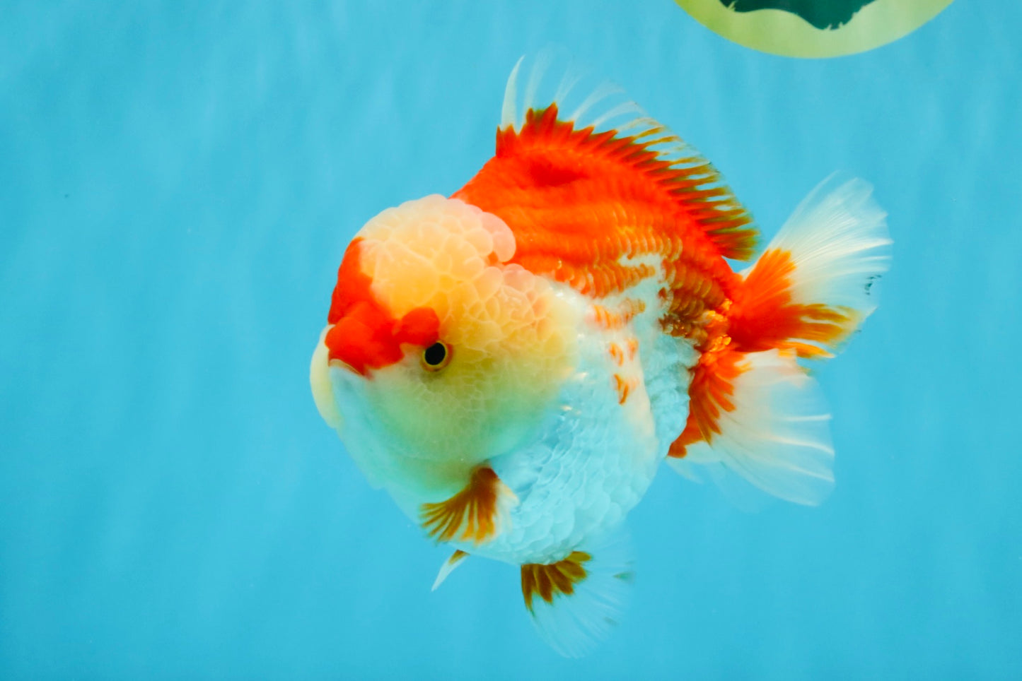 CHUBBY AAA Grade Red White Yuanbao Male 6 inches #040326YB_01