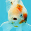 Femelle Oranda Sakura Snow Tail de catégorie A 5,5 pouces #0607OR_11