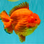 TOMATO A Grade Solid Red Yuanbao Male 5.5-6 inches #100226YB_10