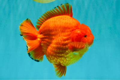 TOMATO A Grade Solid Red Yuanbao Male 5.5-6 inches #100226YB_10