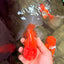 A Grade Red White Oranda Male 5-5.5 inches #082826OR_14