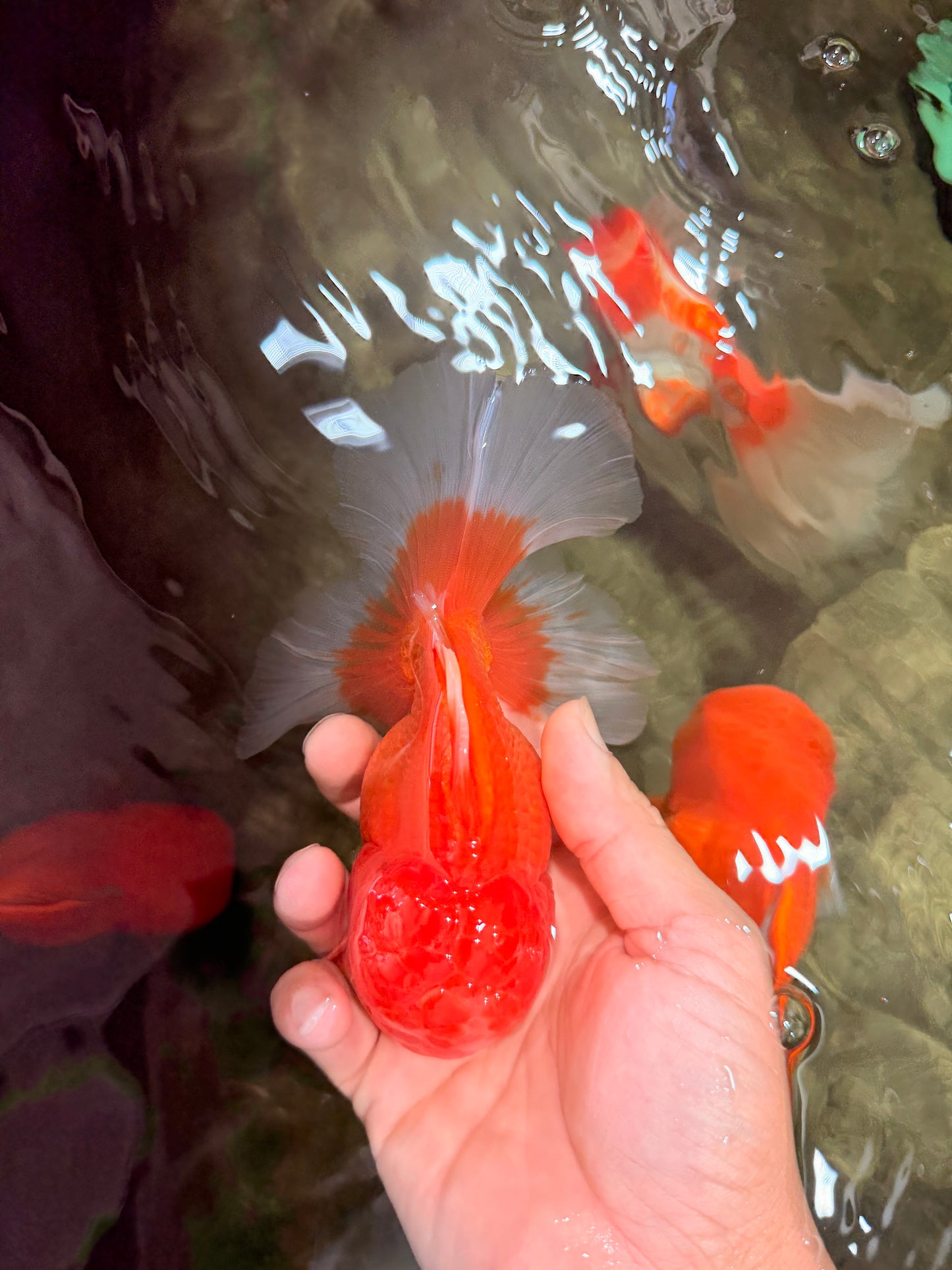 A Grade Red White Oranda Male 5-5.5 inches #082826OR_14