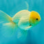 AAA Grade White Oranda Male 5.5 inches #072426OR_13