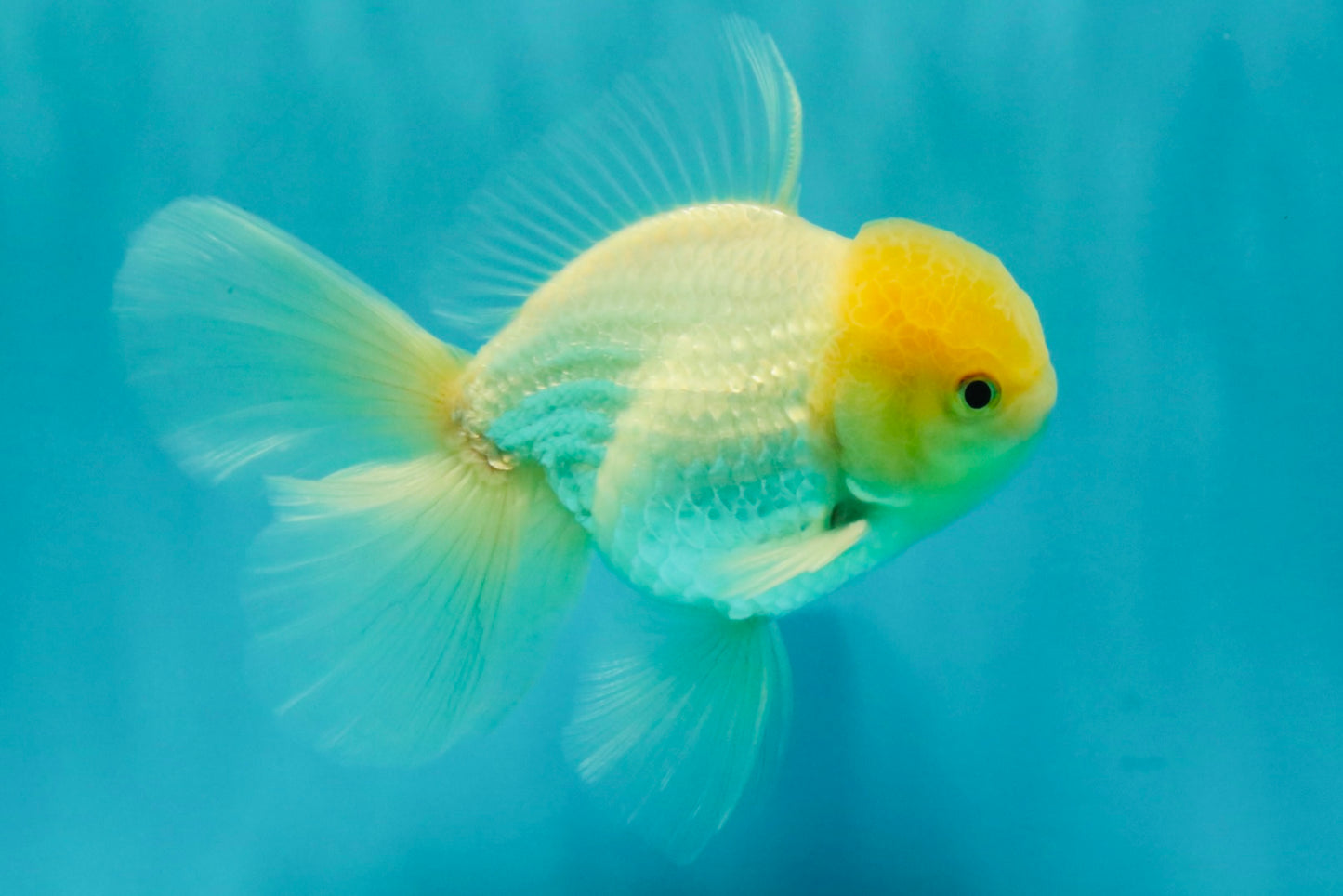 AAA Grade White Oranda Male 5.5 inches #072426OR_13